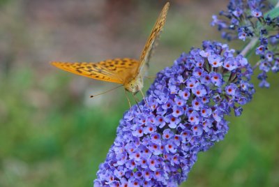 Buddleja davidii - komule davidova - květenství detail